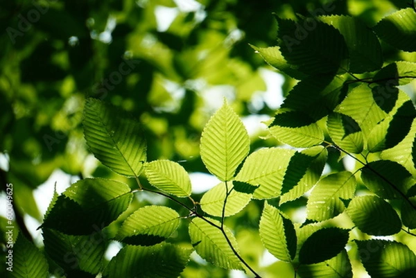 Obraz 若葉　新緑　葉　