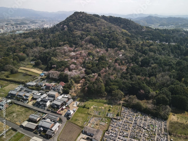 Fototapeta 空撮　山　畝傍山　桜　花　木