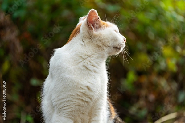 Obraz 野良猫の横顔