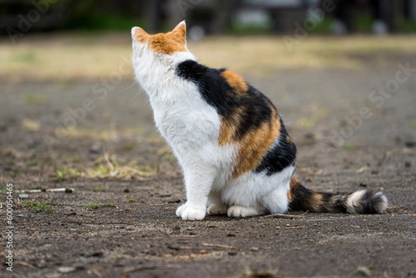 Obraz 振り返る三毛猫