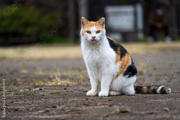 Obraz 見つめる野良猫