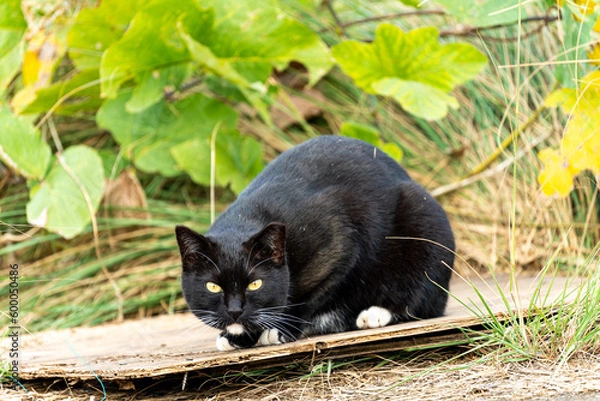 Obraz 見つめる野良猫