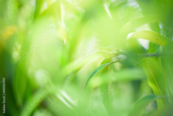 Fototapeta green nature background. ecology system in spring and summer background concept