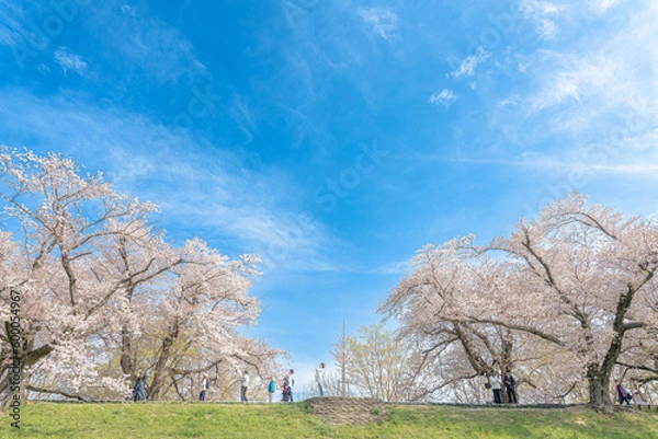 Fototapeta 京都-【淀川河川公園背割堤地区の桜】