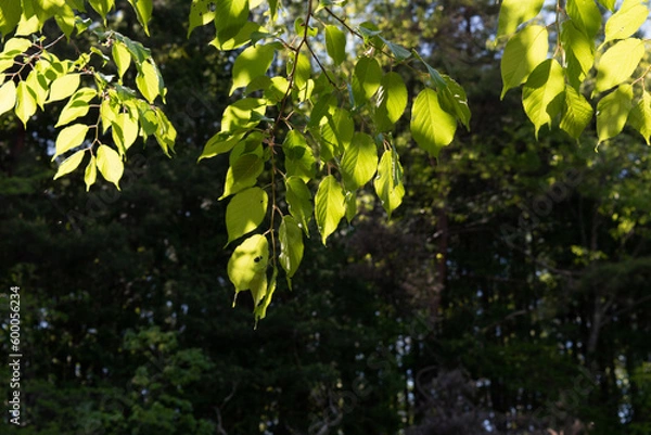 Fototapeta light green leaves in the sun on the background of forest 2