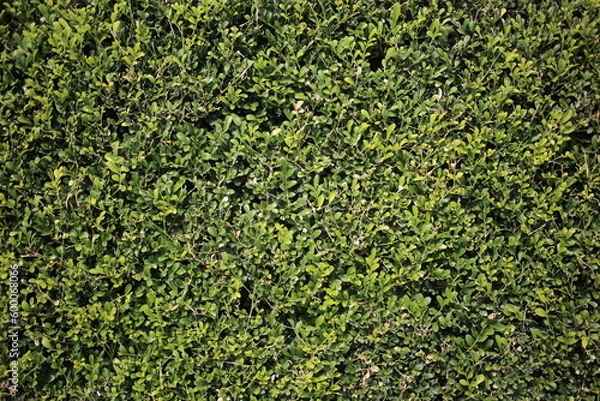Fototapeta green hedge pattern texture