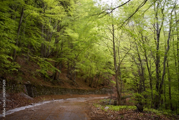 Obraz lunga esposizione ad uno splendido bosco di faggi nelle dolomiti, una strada abbandonata coperta di foglie secche ed una splendida foresta ai lati