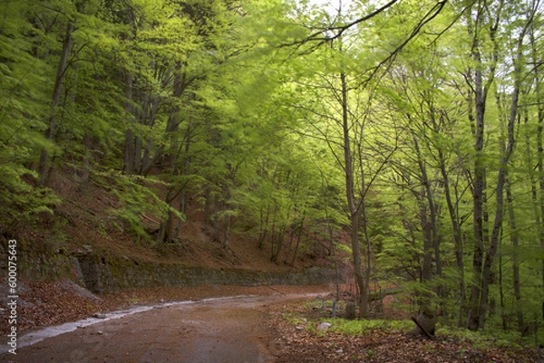 Obraz lunga esposizione ad uno splendido bosco di faggi nelle dolomiti, una strada abbandonata coperta di foglie secche ed una splendida foresta ai lati