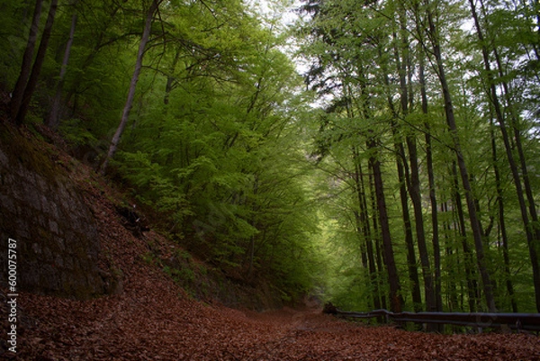 Obraz lunga esposizione ad uno splendido bosco di faggi nelle dolomiti, una strada abbandonata coperta di foglie secche ed una splendida foresta ai lati