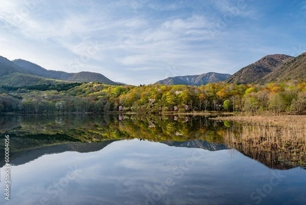 Fototapeta 新緑の観音沼森林公園（福島県下郷町）