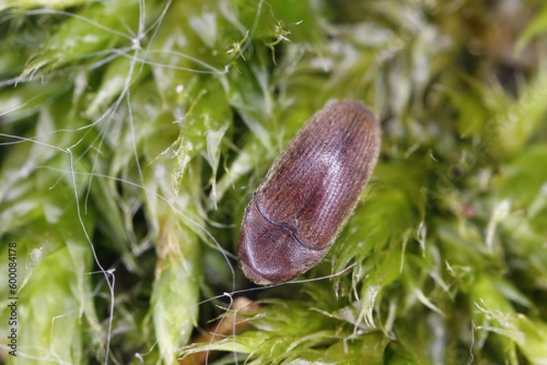 Fototapeta False click beetle indoors (Trixagus sp), Throscidae. A tiny beetle that develops in decaying wood overgrown with mycelium frass.