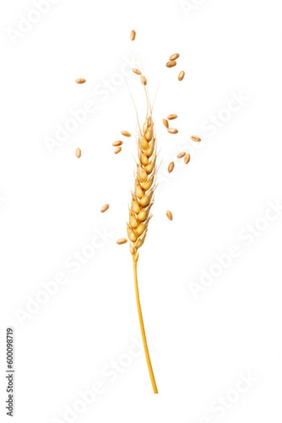 Obraz ear of wheat with grain on a transparent background