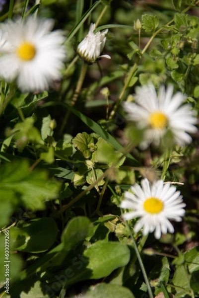 Obraz daisy in the grass