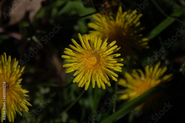 Obraz yellow dandelion flower