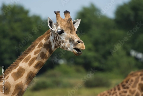 Fototapeta  girafe (Giraffa camelopardalis)