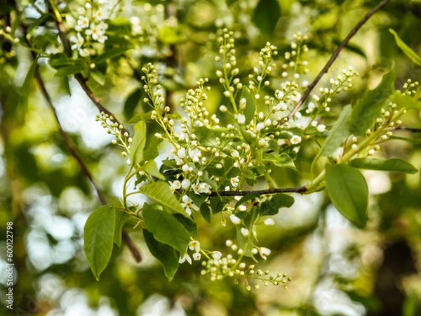 Fototapeta Flowering shrub, tree with white flowers. Eve bush with white flowers. Close-up of flowers and blurred background.