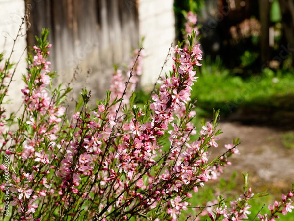 Fototapeta Flowering shrub, tree with pink flowers. Low almond blossoms in spring. Close-up of flowers and blurred background.