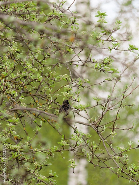 Fototapeta Spring in nature. Trees are blooming with leaves and buds. A thrush sits in a pear tree