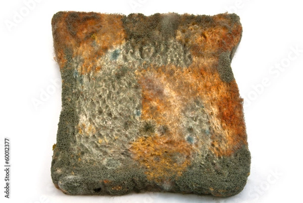 Obraz Moldy bread