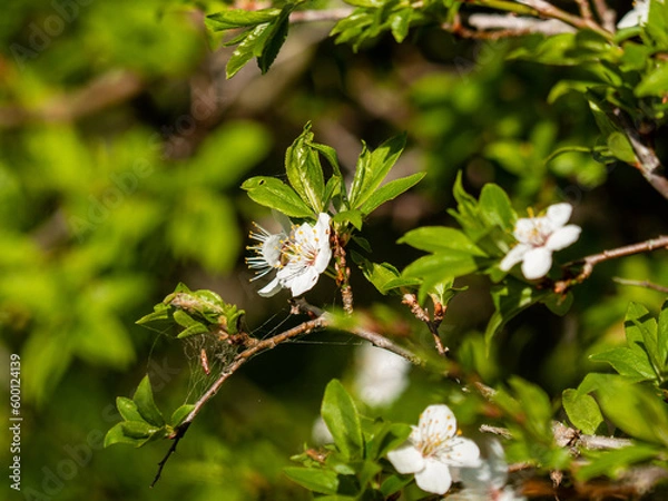 Fototapeta Flowering shrub, tree with white flowers. Spring, alicha blooms. Flower with white petals, wooden buds. Close-up of flowers and blurred background.