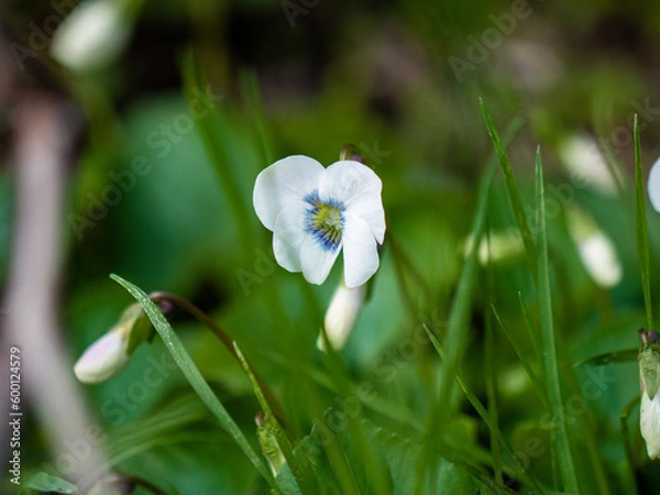 Fototapeta Spring, green grass, blooming meadow flowers. A flower with white petals. Close-up of flowers and blurred background.