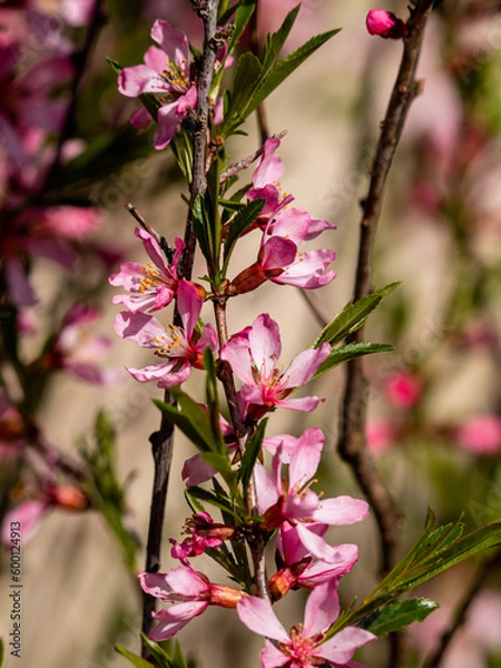 Fototapeta Flowering shrub, tree with pink flowers. Low almond blossoms in spring. Close-up of flowers and blurred background.