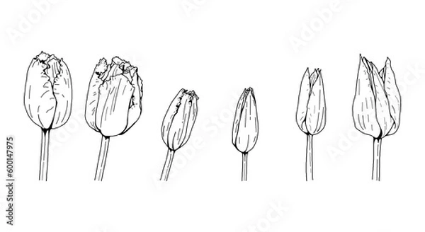 Fototapeta Tulip head hand drawn vector set