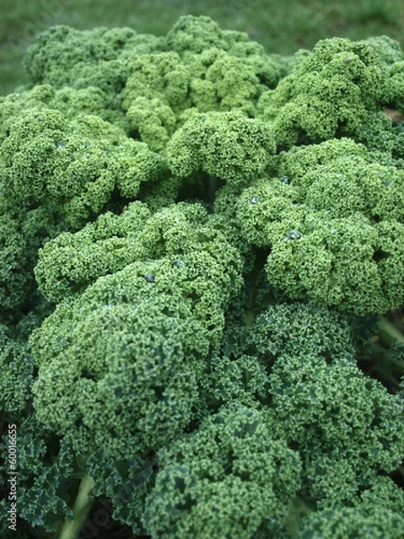 Obraz Curly kale