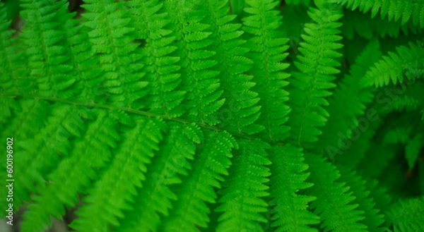 Fototapeta Natural forest green backgrounds. Fern branch. Small leaves on branches.