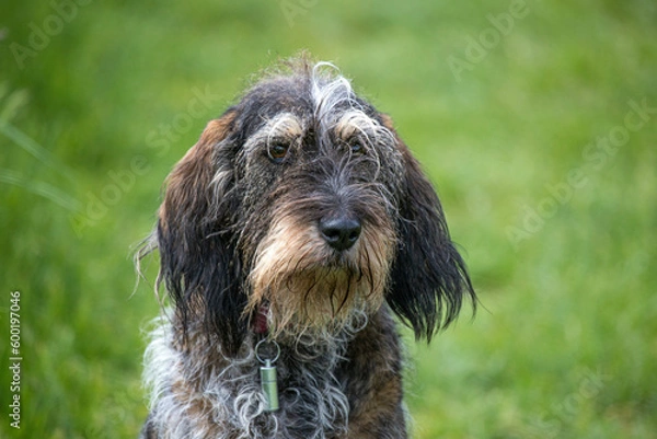 Obraz Chien de chasse courant de race Griffon Bleu de Gascogne