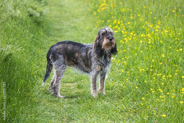 Fototapeta Chien de chasse courant, de race Griffon Bleu de Gascogne