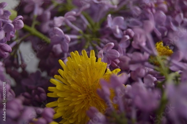 Obraz lilac flowers on a branch