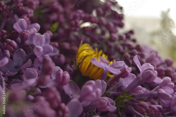 Obraz lilac flowers on a branch