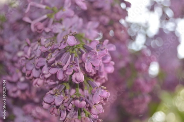 Obraz lilac flowers on a branch