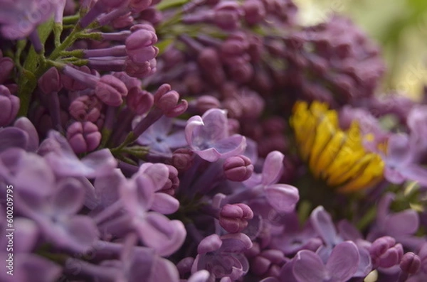 Obraz lilac flowers on a branch