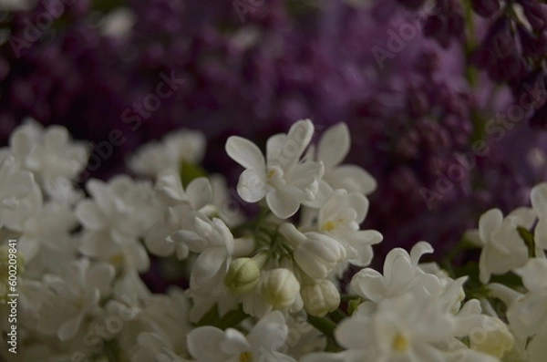 Obraz lilac flowers on a branch