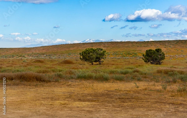 Fototapeta Antelope Canyon, USA. Tree with snow covered mountains in background. High Quality 