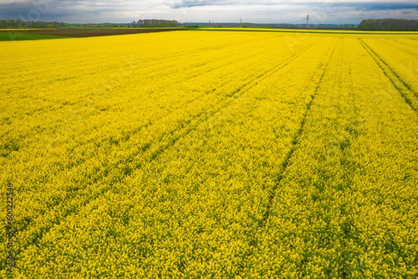 Obraz rapeseed field in spring