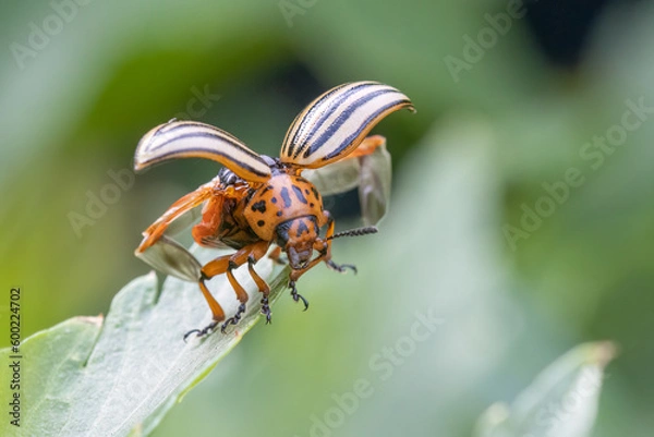 Obraz Kartoffelkäfer beim Abflug