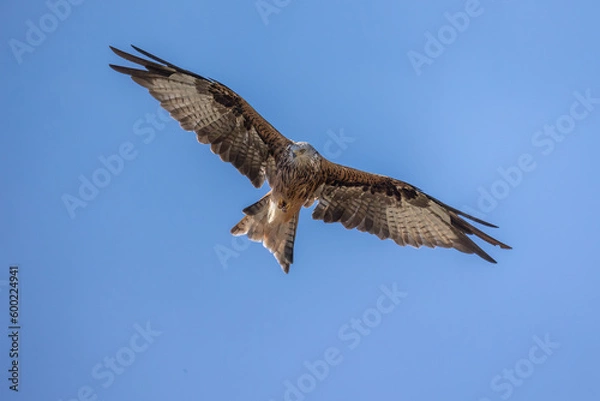 Fototapeta Rotmilan im Flug
