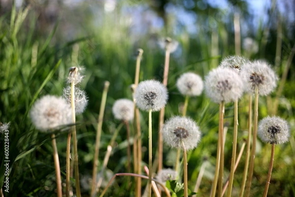 Obraz beautiful dandelions in the sunlight