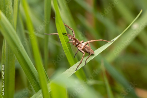 Obraz Listspinne lauert im Gras