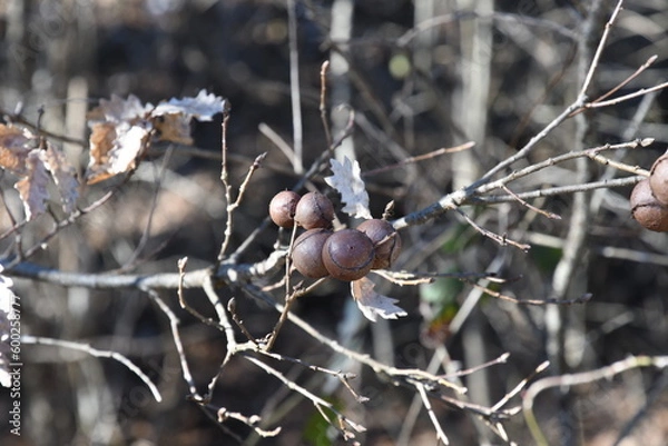 Obraz Galle su quercia