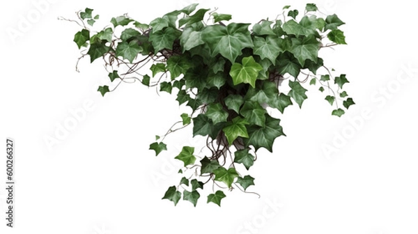 Fototapeta 植物, 部品, ぶどう,, green leaves, 緑