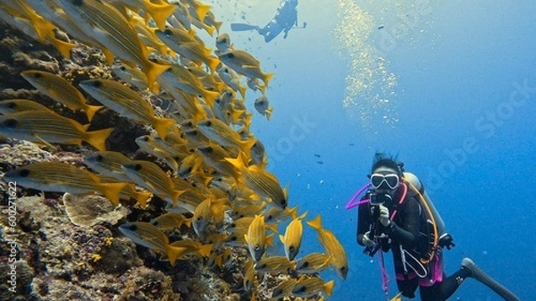 Obraz パラオ・ペリリュー島／スキューバダイビング