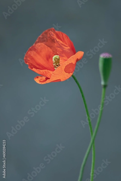 Obraz 붉은 미소로 회상하는 양귀비