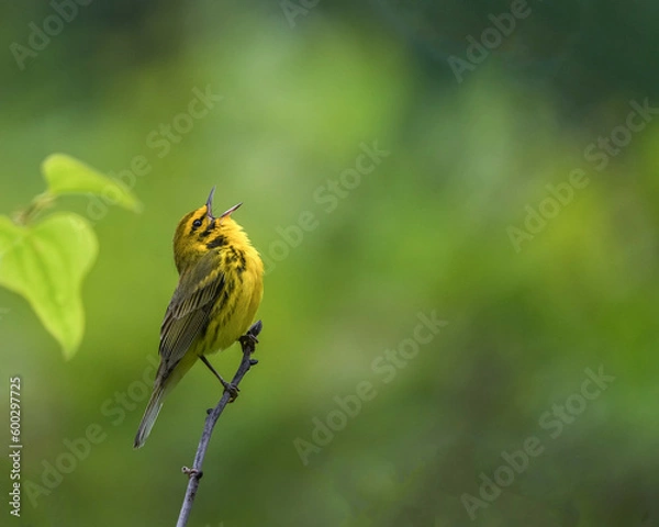 Obraz A Prairie Warbler Sings Loudly in the McCurtain Wildlife Management Area of Oklahoma