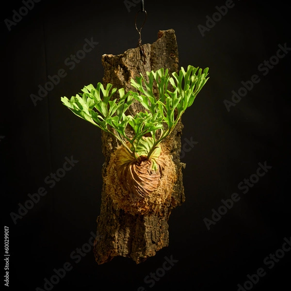 Obraz 黒バックに映えるビカクシダ・リドレイ　美しい