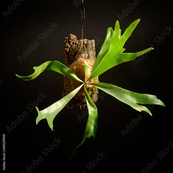 Obraz 黒バックに映えるビカクシダ・アルシコルネ　美しい　