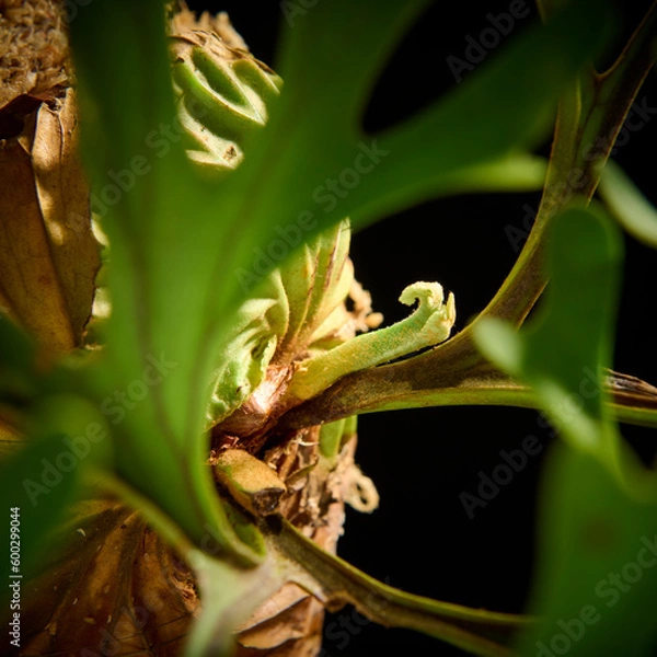 Obraz 黒バックに映えるビカクシダ・リドレイの成長点　美しい